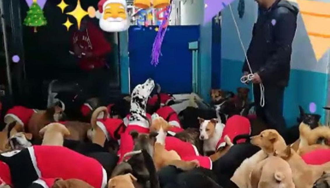 VIDEO Hacen en refugio una posada para perritos