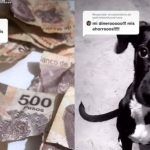 Perrito destroza el aguinaldo de su dueña y se hace viral en TikTok