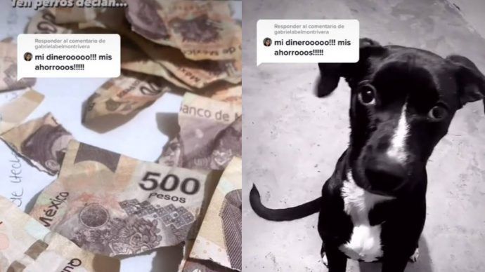 Perrito destroza el aguinaldo de su dueña y se hace viral en TikTok