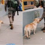 Perrito callejero sigue a militar para que lo acaricie