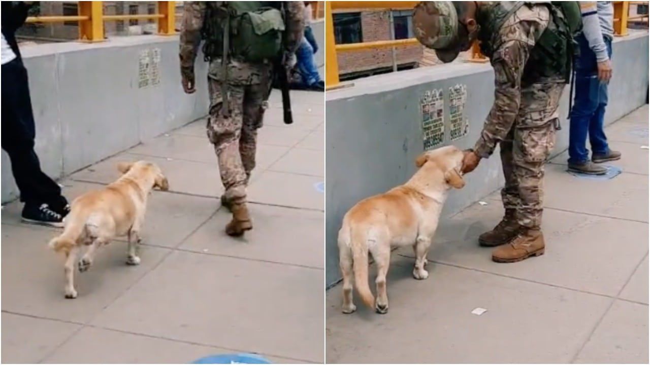Perrito callejero sigue a militar para que lo acaricie