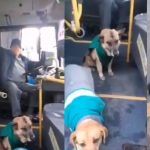 Contratan a perritos callejeros como acompañantes en transporte público