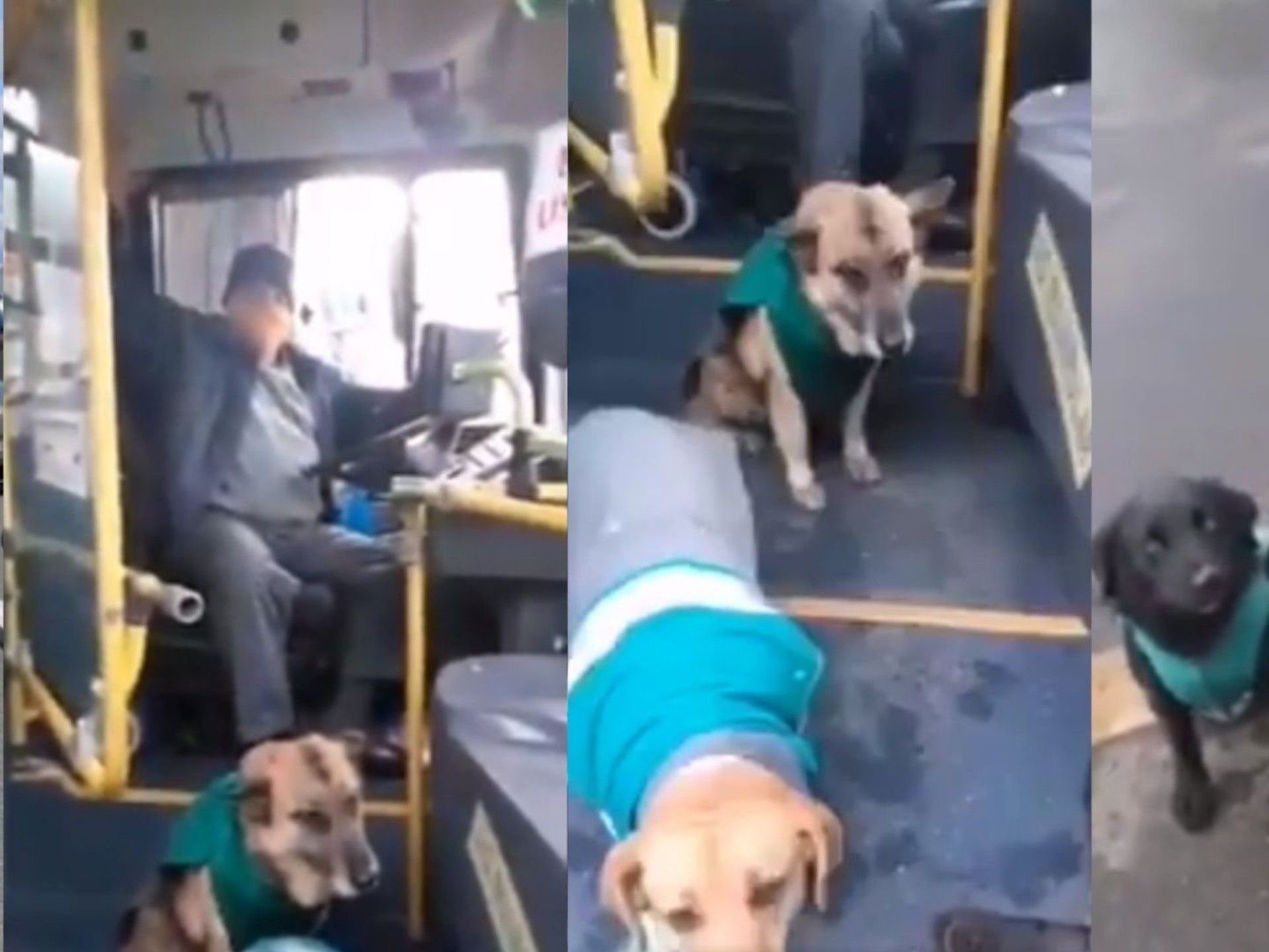 Contratan a perritos callejeros como acompañantes en transporte público