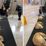 Permite Metro en Turquía permite a perritos callejeros dormir en instalaciones