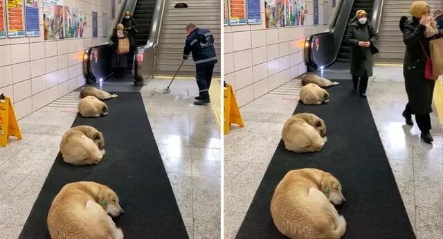 Permite Metro en Turquía permite a perritos callejeros dormir en instalaciones