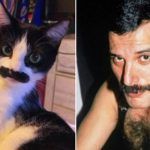 Viralizan a gato al que ven parecido con Freddie Mercury