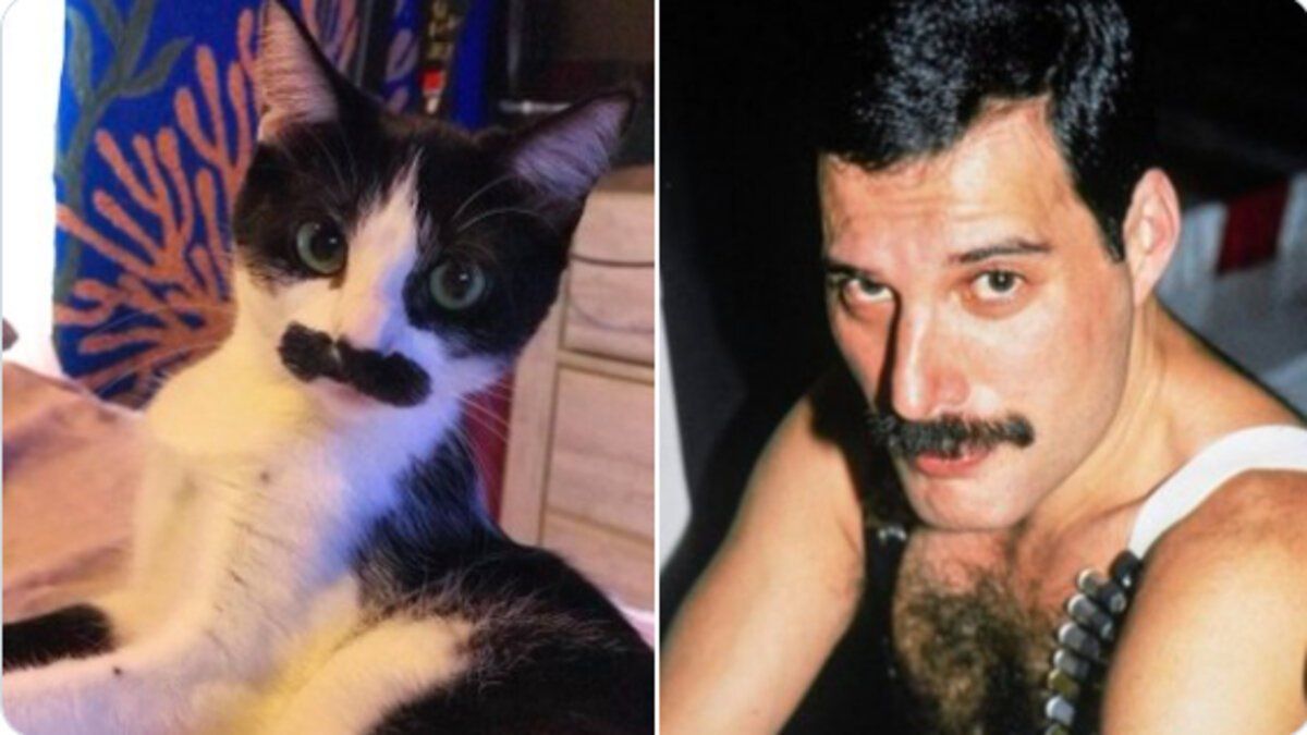 Viralizan a gato al que ven parecido con Freddie Mercury