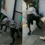 ¡Cálmate carnal! Perrito evita pelea entre canes VIDEO