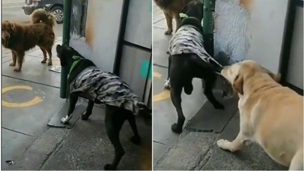 ¡Cálmate carnal! Perrito evita pelea entre canes VIDEO