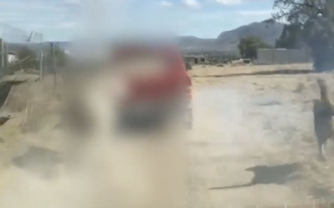 Rescatan a burro maltratado en Zempoala; continúan investigaciones