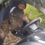 VIDEO Águila se metió al carro de un youtuber mientras grababa