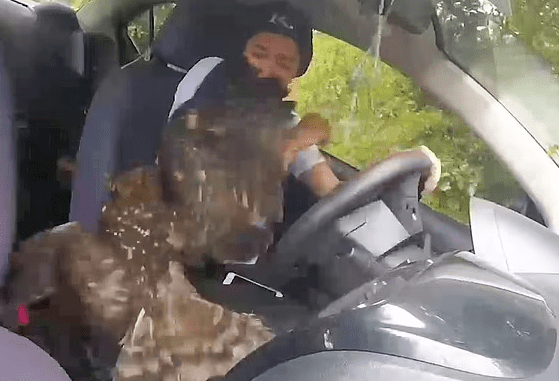 VIDEO Águila se metió al carro de un youtuber mientras grababa