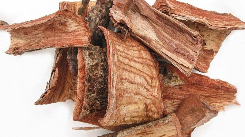 Descubren que planta medicinal mexicana sirve para tratar el cáncer