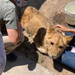  Cachorro de león es atendido en Pachuca; está delicado