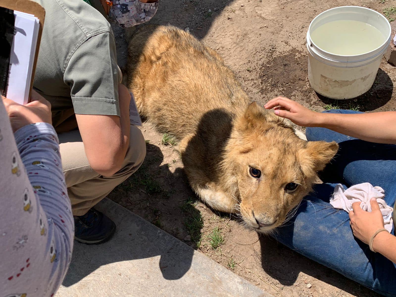  Cachorro de león es atendido en Pachuca; está delicado