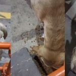 Perrita callejera "paga" con cariños y cartón en tiendita por croquetas