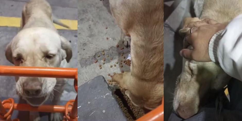 Perrita callejera "paga" con cariños y cartón en tiendita por croquetas