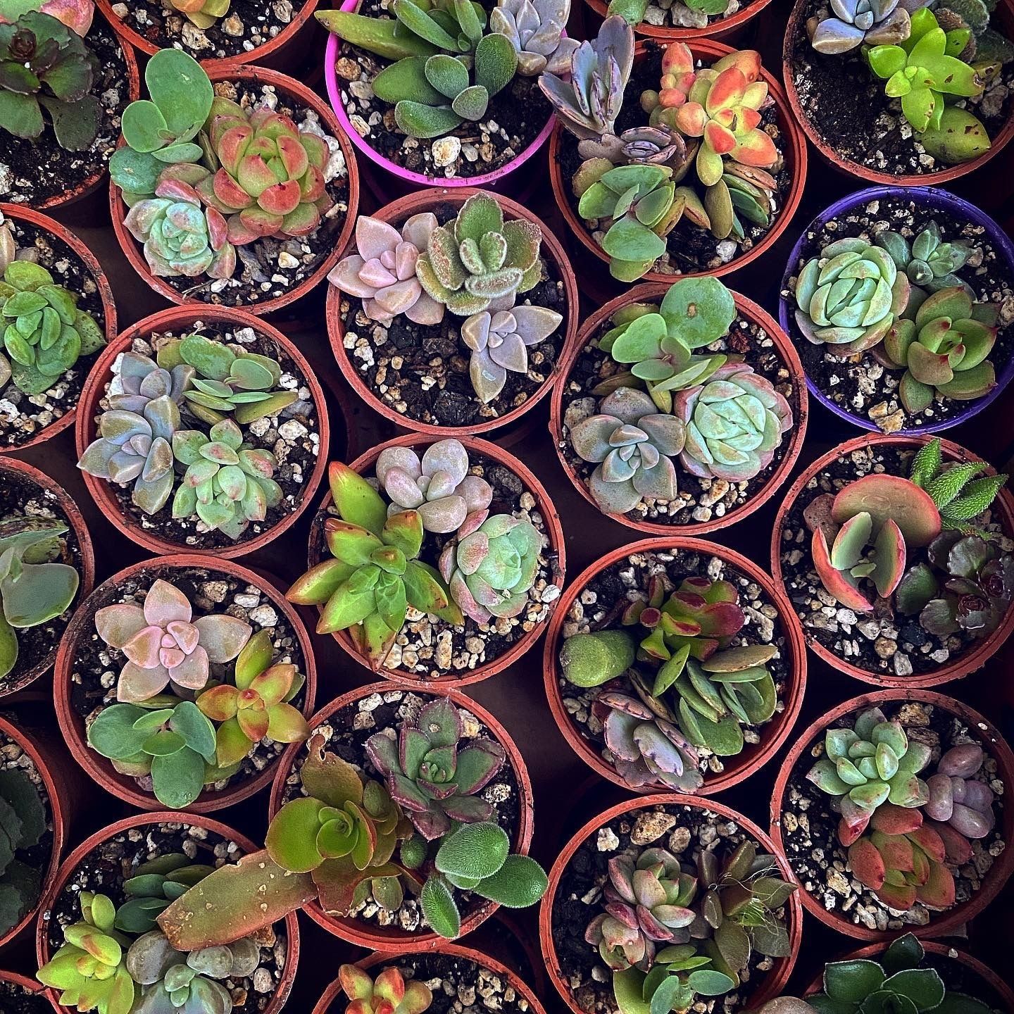 Realizarán en Pachuca un festival de cactáceas y suculentas