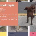 Buscan estudiantes de UAEH prevenir abandono canino