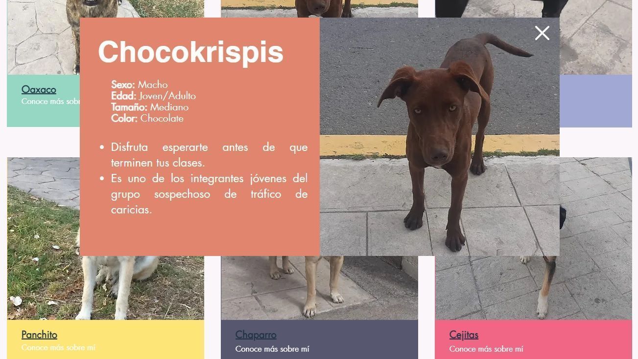 Buscan estudiantes de UAEH prevenir abandono canino