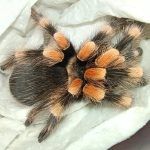 Aseguran tarántulas en paquetería de Pachuca
