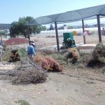 ¿Tienen un árbol navideño? Llévalo para reciclaje, en Pachuca