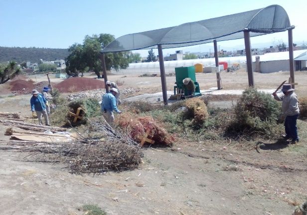 ¿Tienen un árbol navideño? Llévalo para reciclaje, en Pachuca
