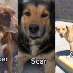 Presentan a los perritos del ICEA de la UAEH