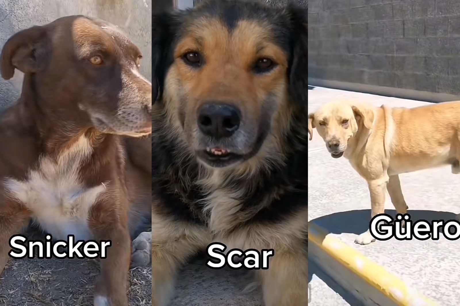 Presentan a los perritos del ICEA de la UAEH