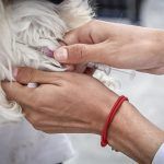 ¡Lleva a tus mascotas! Se realiza jornada de vacunación antirrábica