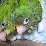 Detienen a una persona por vender pericos, en Tizayuca