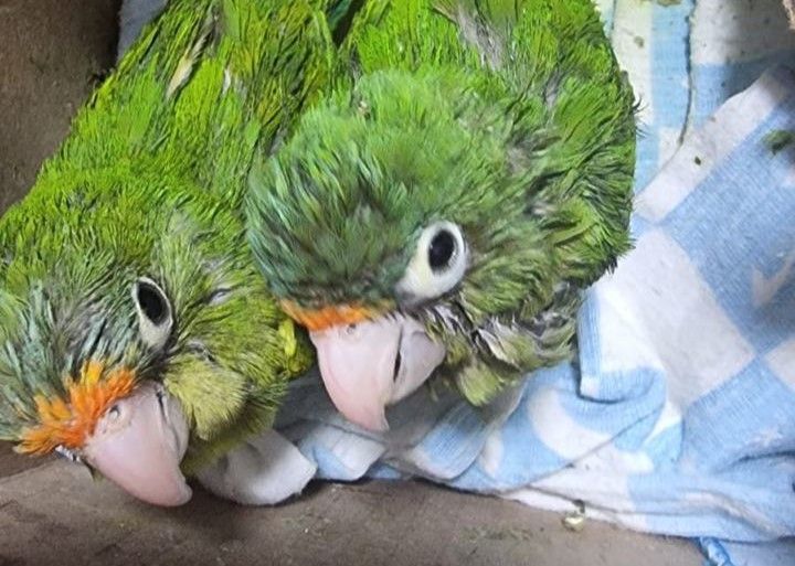 Detienen a una persona por vender pericos, en Tizayuca