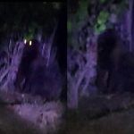 Sin rastro de gorila en Villa de Tezontepec; desconocen si es real