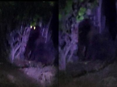 Sin rastro de gorila en Villa de Tezontepec; desconocen si es real