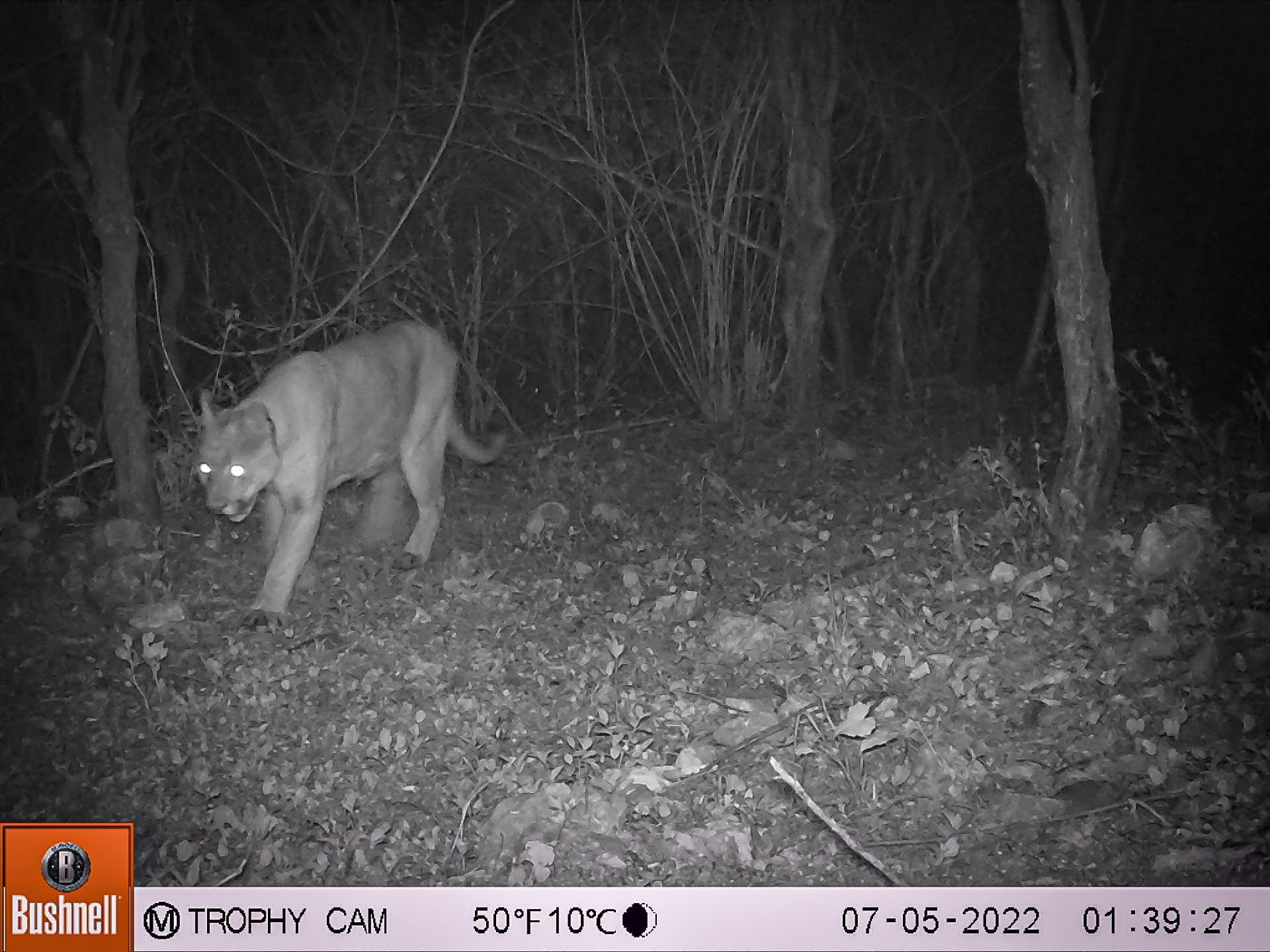 Corredor Biológico de Actopan celebra sus primeros tres años promoviendo la conservación de especies