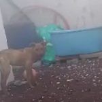 Denuncian maltrato animal en Paseos de Chavarría