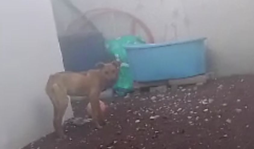 Denuncian maltrato animal en Paseos de Chavarría