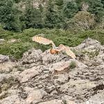 Realizan liberación de fauna silvestre en el Parque Nacional “El Chico”