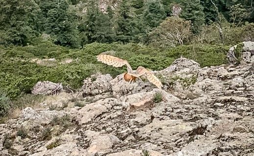 Realizan liberación de fauna silvestre en el Parque Nacional “El Chico”