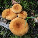 Semarnath invita a participar en curso de cultivo con hongos setas
