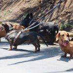 ¡No te la pierdas! Habrá caminata mexicana de perros salchichas, en Pachuca