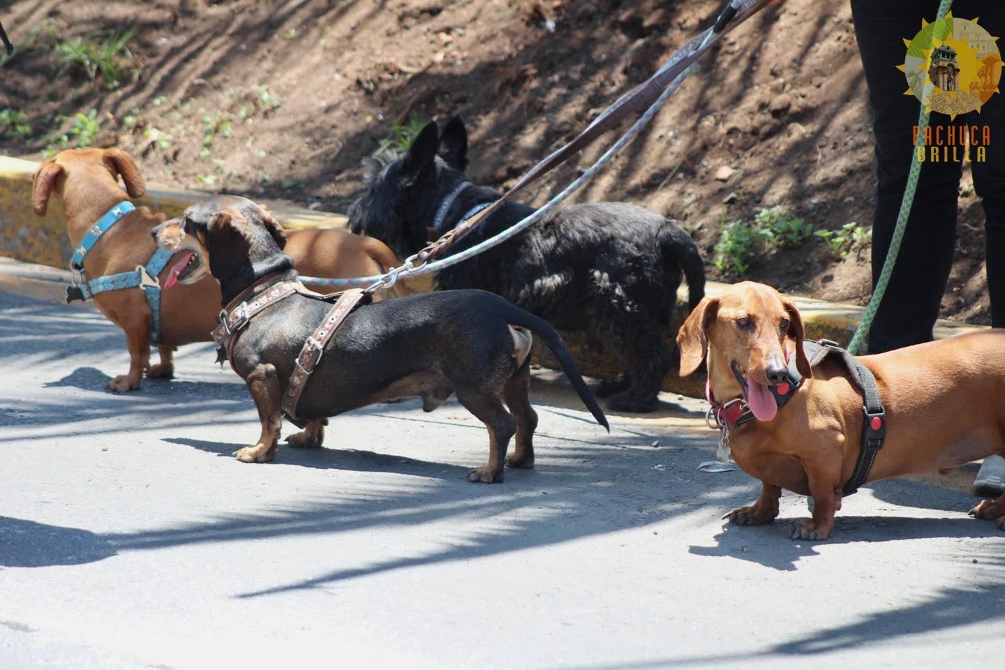 ¡No te la pierdas! Habrá caminata mexicana de perros salchichas, en Pachuca