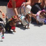 Este domingo, caminata y concurso de disfraces de perros salchicha, en Revolución