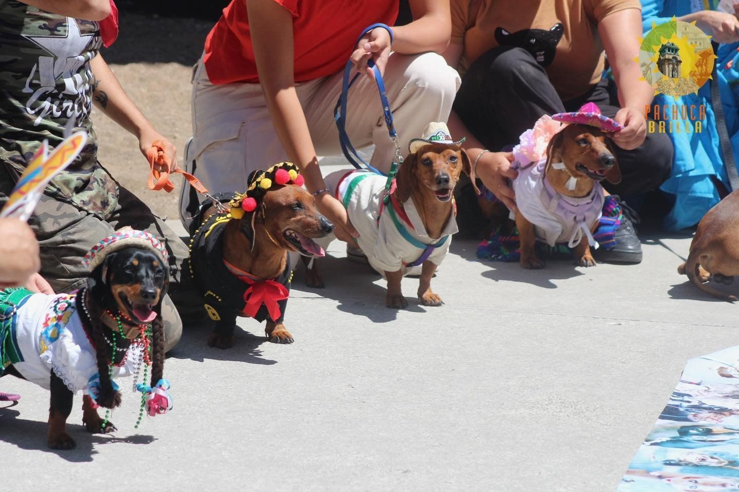 Este domingo, caminata y concurso de disfraces de perros salchicha, en Revolución