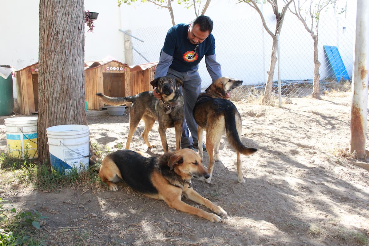 UAEH tiene colectivo para apoyar a perritos en sus instalaciones