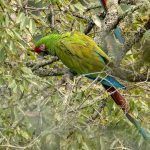 Confirman presencia de guacamayas en Hidalgo