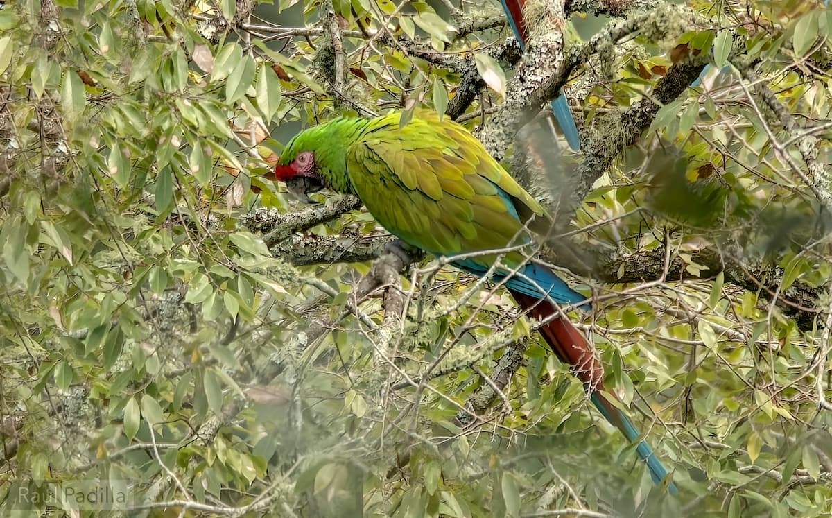 Confirman presencia de guacamayas en Hidalgo