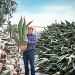 Promueve Saderh producción de maguey pulquero en Hidalgo
