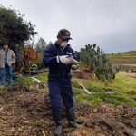 15 bovinos intoxicados en Metepec; este lunes, resultados de pruebas