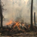 Van 104 incendios forestales en Hidalgo